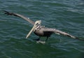 Pelican landing on water Royalty Free Stock Photo