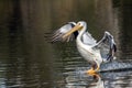 The pelican lands on La Pas Lake Royalty Free Stock Photo