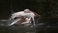 Pelican lands on the water