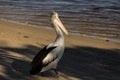 Pelican