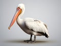 The pelican is a large bird with short large legs, flat bill. Generative AI
