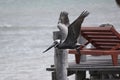 birds flying in nature as symbol for freedom