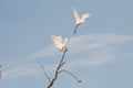 Pelican Royalty Free Stock Photo