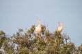 Pelican Royalty Free Stock Photo