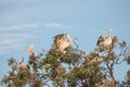 Pelican Royalty Free Stock Photo