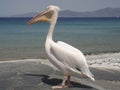 Pelican