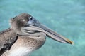 Pelican with a Long Hooked Beak in Aruba Royalty Free Stock Photo