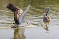 A pelican is looking for fish for food Royalty Free Stock Photo