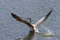 A pelican is looking for fish for food Royalty Free Stock Photo