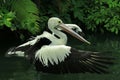 A pelican is looking for fish in the pond. Royalty Free Stock Photo