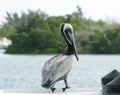 Pelican looking for food