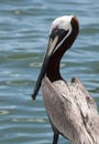 Pelican Looking Out at Water Royalty Free Stock Photo