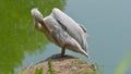 Pelican male who cleans his feathers Royalty Free Stock Photo