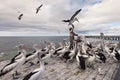 The Pelican Man, Kingscote, Kangaroo Island, South Australia