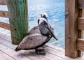 Pelican in a Marina on Hatteras Island