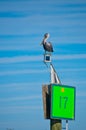 Pelican on Marker 17