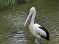 Pelican at the Melbourne Zoo, Victoria Australia