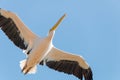 Pelican migration at Emek Hefer Royalty Free Stock Photo