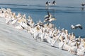 Pelican migration at Emek Hefer Royalty Free Stock Photo