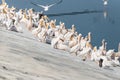Pelican migration at Emek Hefer Royalty Free Stock Photo