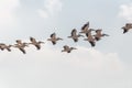 Pelican migration at Emek Hefer Royalty Free Stock Photo