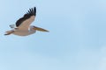 Pelican migration at Emek Hefer Royalty Free Stock Photo