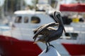 Pelican in Mission Bay San Diego, California with boat Royalty Free Stock Photo