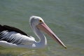 Pelican. Monkey Mia. Shark Bay. Western Australia