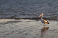 Pelican on the mudflats in the afternoon light