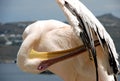 Pelican of Mykonos Royalty Free Stock Photo
