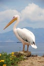 Pelican from Mykonos, Greece Royalty Free Stock Photo