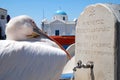 Pelican from Mykonos, Greece Royalty Free Stock Photo