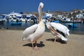 Pelican from Mykonos, Greece Royalty Free Stock Photo