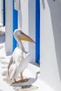 Pelican on the Mykonos island