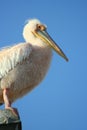 Pelican, Namibia