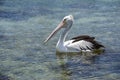 Pelican in a National Park in New South Wales, Australia Royalty Free Stock Photo