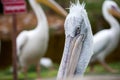 Pelican in Nature in Zoo Royalty Free Stock Photo