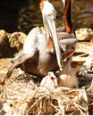 Pelican nesting Royalty Free Stock Photo