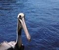 Pelican Nose