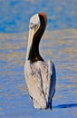 Pelican ocean Royalty Free Stock Photo