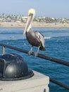 Pelican ocean day Royalty Free Stock Photo