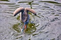 Pelican ocean elastic throat pouch fish Royalty Free Stock Photo