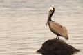 Pelican On Ocean Rock