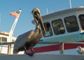 Pelican. Ocean or Sea bird. Blue sky and American flag on background. Wildlife animals. Summer vacation Royalty Free Stock Photo