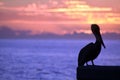 pelican ocean sunset colours Royalty Free Stock Photo