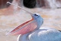 Pelican with the open beak