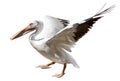 Pelican with open wings start flight Royalty Free Stock Photo