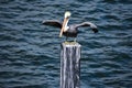 Pelican opening wings on blue sea background in Florida`s Historic Coast .