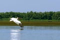 Pelican over the Fortuna lake