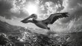 Pelican over ocean wave Royalty Free Stock Photo